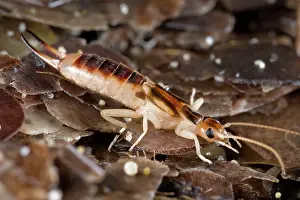 Riparia: Tawny / Giant / Striped / Riparian / Common Brown Earwig
