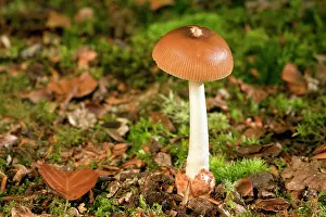 Fulva: Tawny Grisette - under beeches