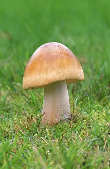 Fulva: Tawny Grisette Fungi