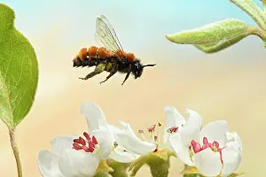Fulva: Tawny mining bee (Andrena fulva) flying at the blossom