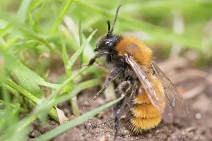 960521: Tawny mining bee at nest entrance