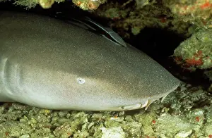 Nebrius: Tawny Nurse Shark - head detail