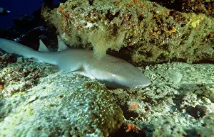 Nebrius: Tawny Nurse Shark - resting under rock on sea bottom