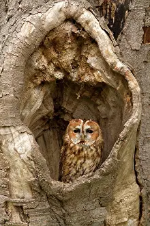 Circular: Tawny Owl