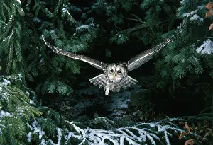 Span: Tawny Owl