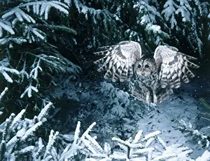 Span: Tawny Owl
