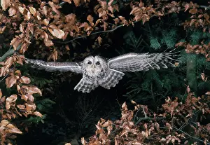 Span: Tawny Owl