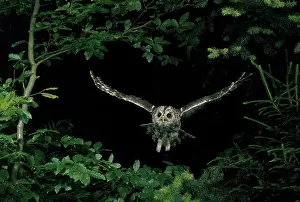 Span: Tawny Owl