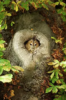 Castanea: Tawny Owl