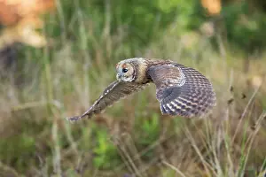 Airborne: Tawny Owl