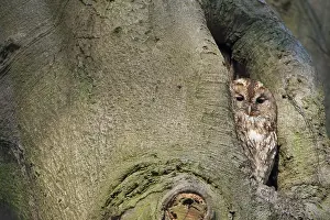 Cavity: Tawny Owl