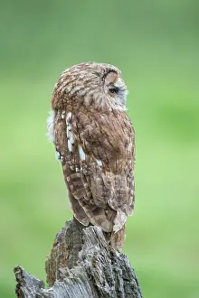 Surrey: Tawny Owl