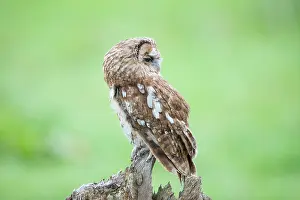 Surrey: Tawny Owl