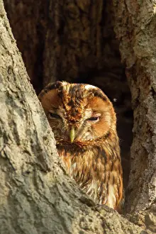 Nesthole: Tawny Owl