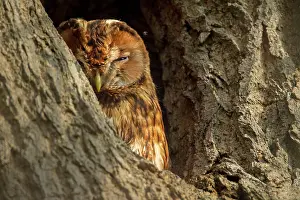 Nesthole: Tawny Owl