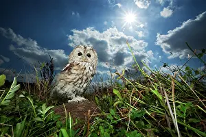 Flash: Tawny Owl