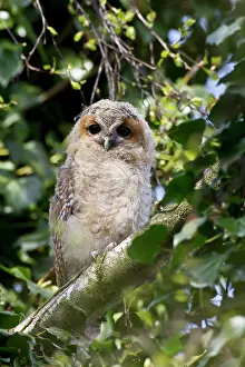 Tawny: Tawny Owl
