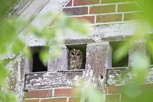 Opening: Tawny Owl - adult bird looks out of a roof opening - Germany