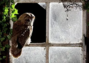 Window: Tawny owl - in barn window