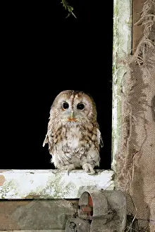 Bred: Tawny Owl - On barn window frame, captive bred