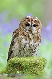 Tawny: Tawny Owl - in bluebell wood