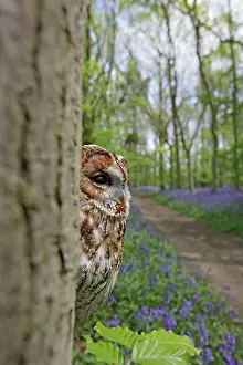 Tracks: Tawny Owl - in bluebell wood