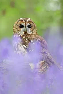 Tawny: Tawny Owl - in bluebell wood