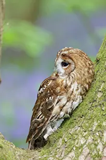 Tawny: Tawny Owl - in bluebell wood