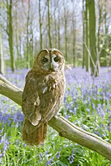 Tawny: Tawny Owl - in bluebell wood