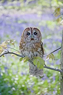 Tawny: Tawny Owl - in bluebell wood