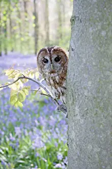 Tawny: Tawny Owl - in bluebell wood