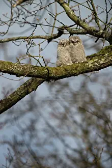 Buttercups: Tawny Owl chicks ( branching )
