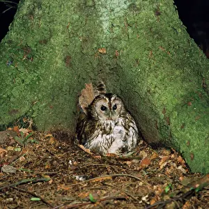 R T Smith: Tawny Owl - with two chicks & food