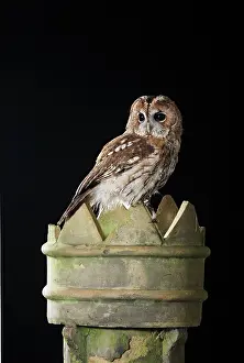 Tawny: Tawny owl - on chimney pot