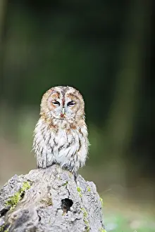 Tawny: Tawny owl - dozing on stump