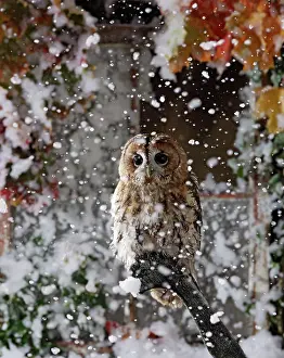 Falling: Tawny owl - in falling snow near barn