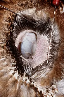 Flaps: TAWNY OWL - Feathers parted to show ear and flaps