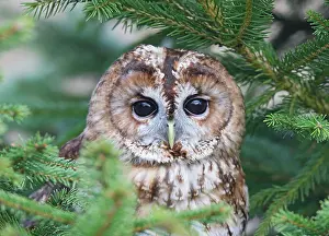 Staring: Tawny Owl - in fir tree