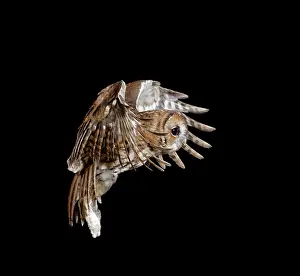 Tawny: Tawny owl - in flight