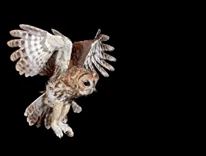 Tawny: Tawny owl - in flight
