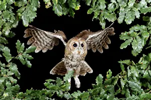 Tawny: Tawny owl - in flight head on
