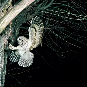 Ursula Curth: Tawny Owl - in flight, towards nest