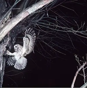 Ursula Curth: TAWNY OWL - in flight, towards nest