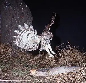 Pouncing: TAWNY OWL - in flight, pouncing on prey