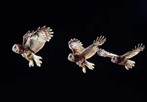Lapse: Tawny Owl - in flight - time lapse image