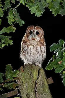 Posts: Tawny owl on gate post