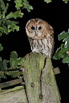 Posts: tawny owl - on gate post - hunting