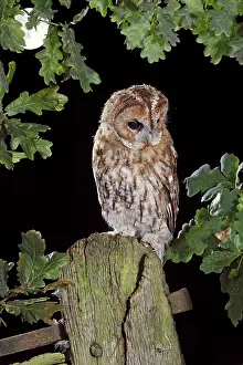 Moon: Tawny owl - on gate post - in moonlight