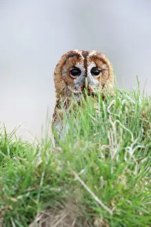 Tawny: Tawny Owl - in grass