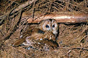 R T Smith: Tawny Owl - on ground nest